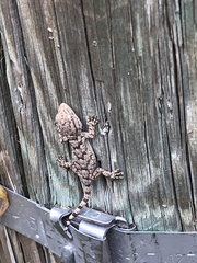 Tarentola mauritanica