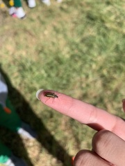 Astylus vittaticollis