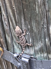 Tarentola mauritanica