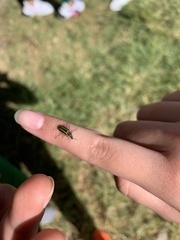 Astylus vittaticollis