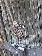 Tarentola mauritanica