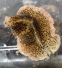 Thysanozoon brocchii