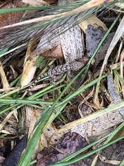 Tarentola mauritanica