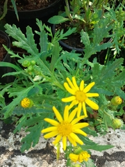 Senecio squalidus