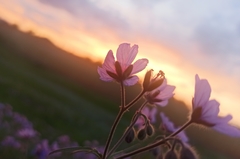 Geranium linearilobum