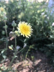 Sonchus oleraceus