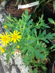 Senecio squalidus