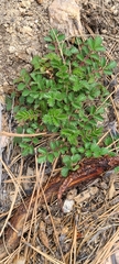 Horkelia clevelandii