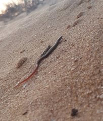 Ablepharus rueppellii