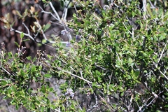 Ceanothus lemmonii
