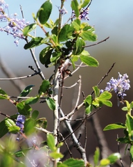 Ceanothus lemmonii