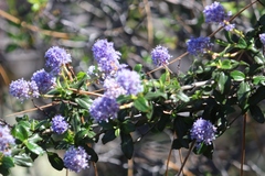 Ceanothus lemmonii