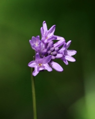 Dichelostemma