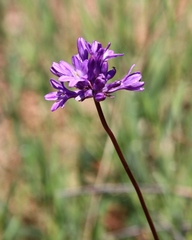 Dichelostemma