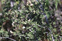 Ceanothus roderickii