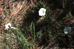 Calystegia stebbinsii