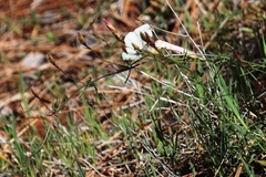 Calystegia stebbinsii