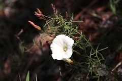 Calystegia stebbinsii