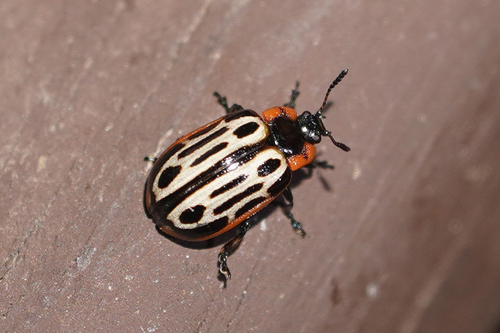 Cottonwood Leaf Beetle