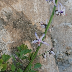 Petromarula pinnata