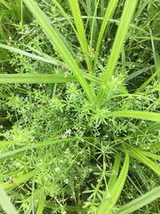 Galium tinctorium