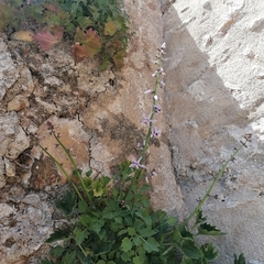 Petromarula pinnata