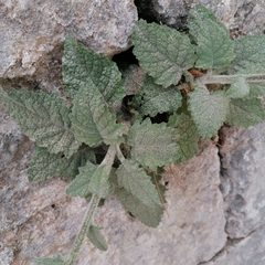 Verbascum arcturus