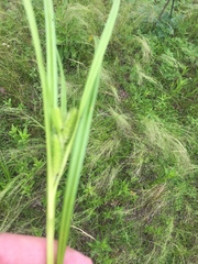 Carex frankii
