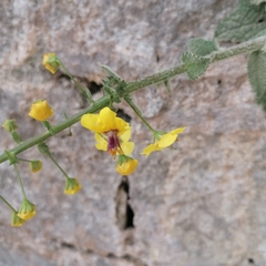Verbascum arcturus