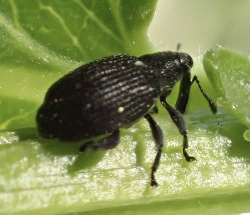 Tachyerges stigma