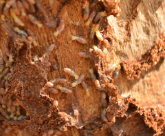 Microcerotermes