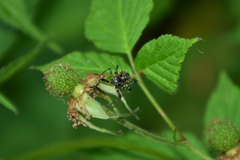 Sphedanolestes impressicollis