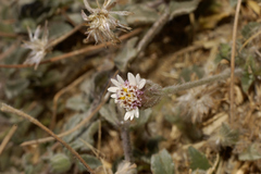 Tridax mexicana