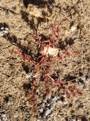 Chorizanthe polygonoides