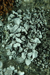 Dermatocarpon leptophyllodes