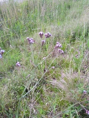 Verbena brasiliensis
