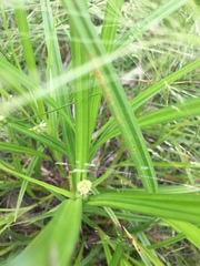 Carex frankii