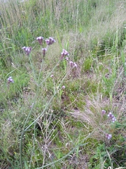 Verbena brasiliensis