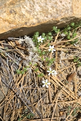 Leptosiphon melingii