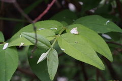 Deutzia crenata