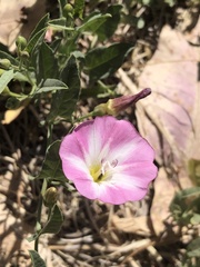 Convolvulus arvensis