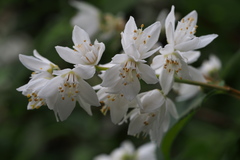 Deutzia crenata