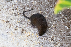 Melanomys caliginosus