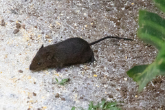 Melanomys caliginosus