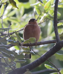 Fringilla coelebs
