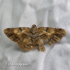 Psilalcis galsworthyi