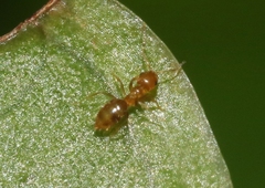 Plagiolepis alluaudi