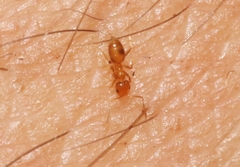 Plagiolepis alluaudi