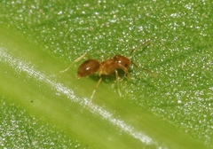 Plagiolepis alluaudi