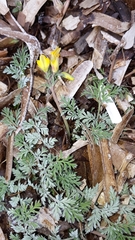 Hypecoum procumbens